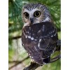 Owls | 5D Diamond Painting | Square Diamond