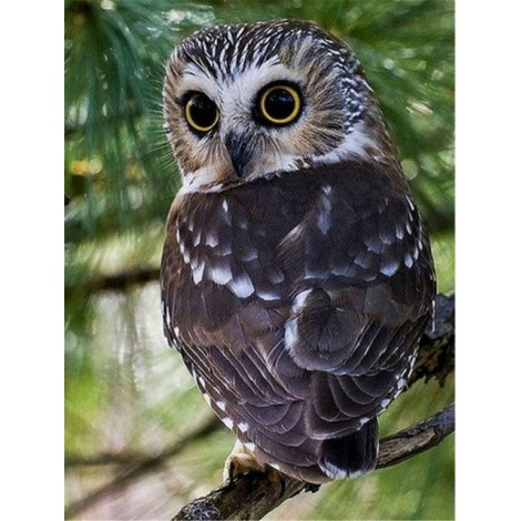 Owls | 5D Diamond Painting | Square Diamond