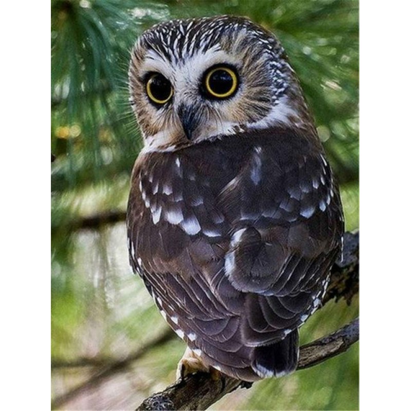 Owls | 5D Diamond Pa...