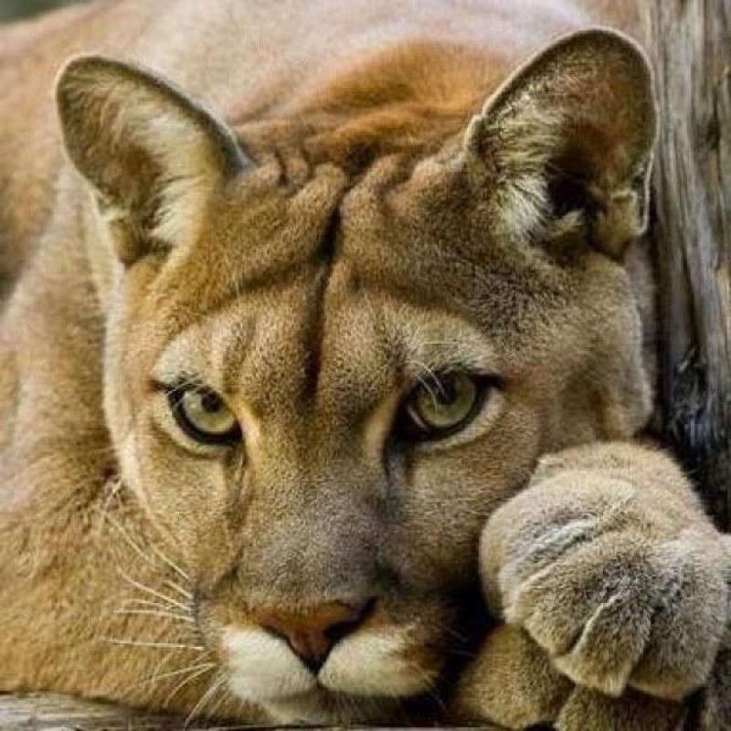 Lion | 5D Diamond Pa...