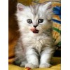 Kitty | 5D Diamond Painting | Round Diamond