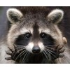 Raccoon | 5D Diamond Painting | Round Diamond