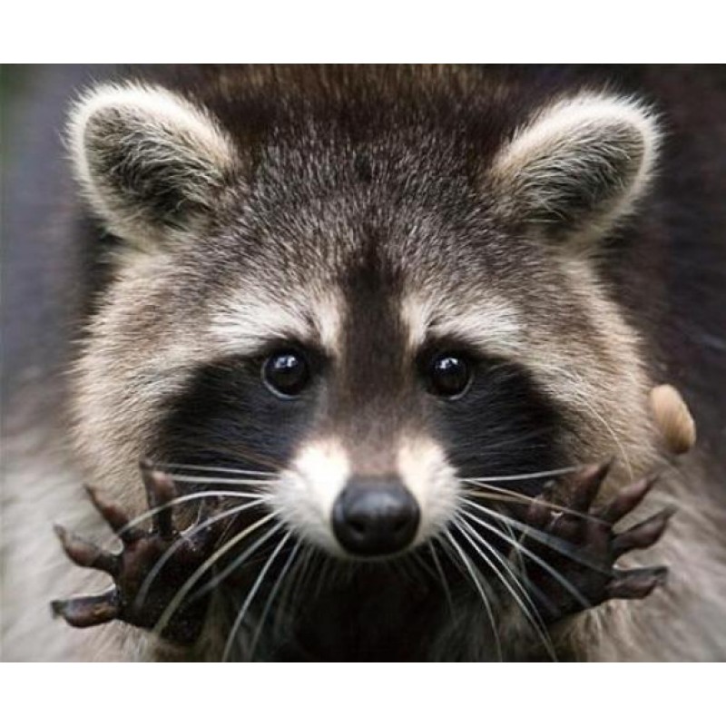 Raccoon | 5D Diamond...