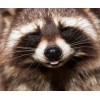 Raccoon | 5D Diamond Painting | Round Diamond