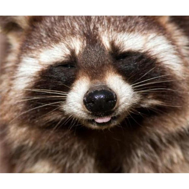Raccoon | 5D Diamond...