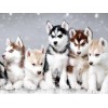 Dogs | 5D Diamond Painting | Square Diamond