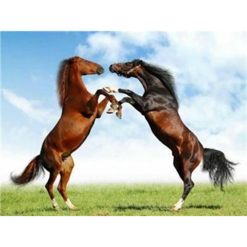 Horses | 5D Diamond ...