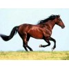Horses | 5D Diamond Painting | Square Diamond