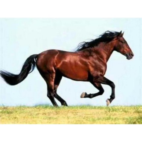 Horses | 5D Diamond Painting | Square Diamond