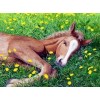 Horses | 5D Diamond Painting | Square Diamond