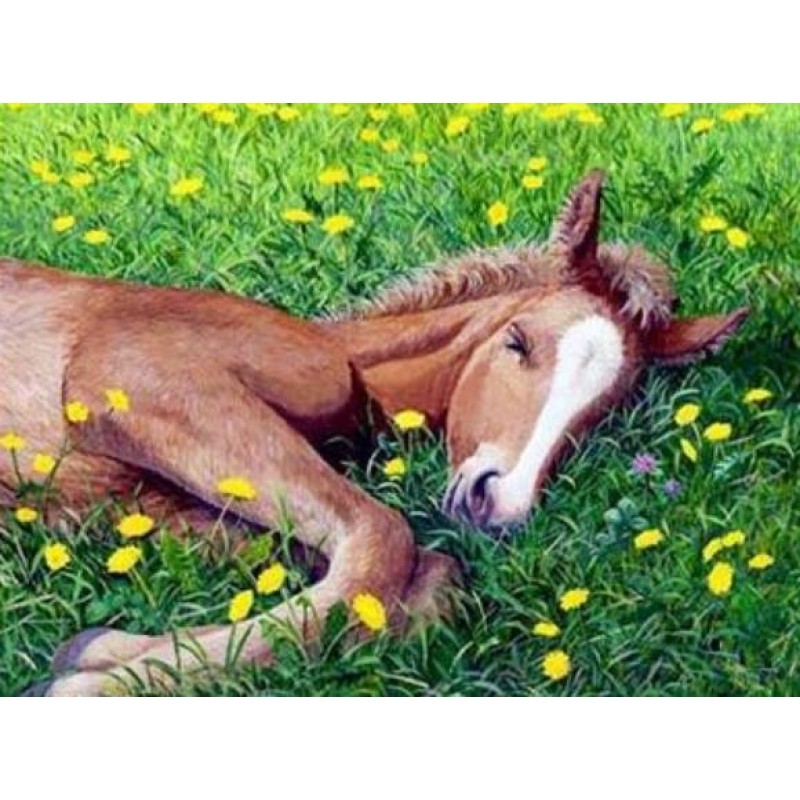 Horses | 5D Diamond ...