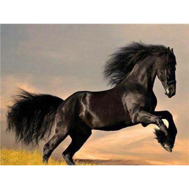 Horses | 5D Diamond ...