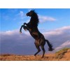 Horses | 5D Diamond Painting | Square Diamond