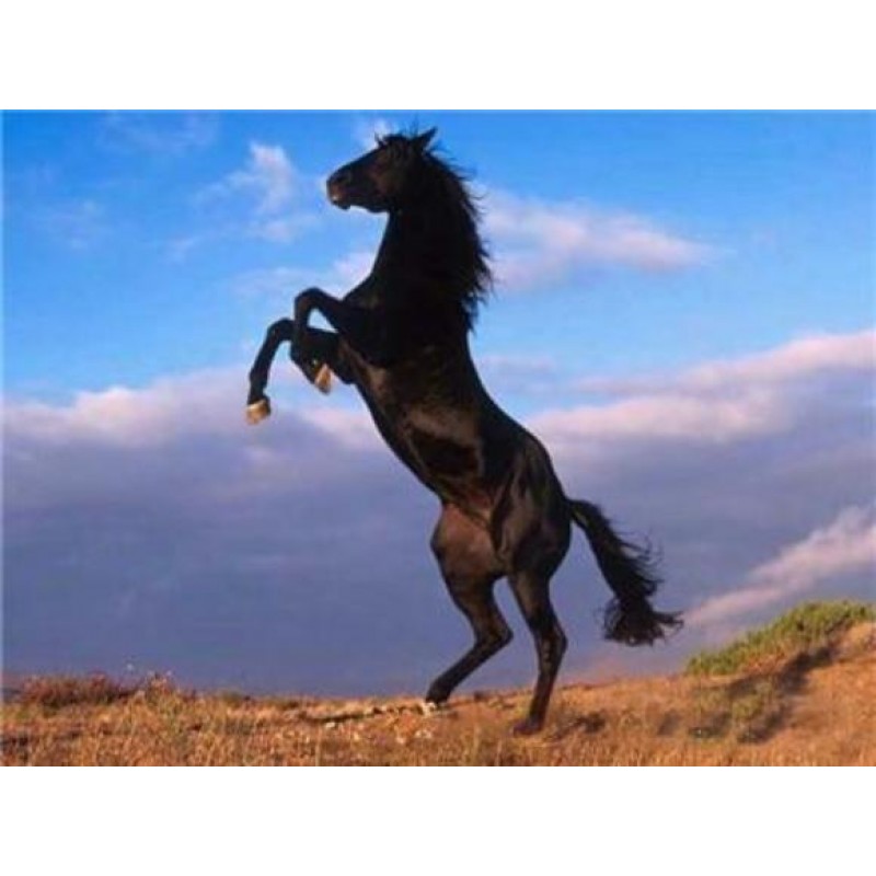 Horses | 5D Diamond ...