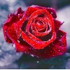 Rose | 5D Diamond Painting | Round Diamond