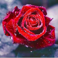 Rose | 5D Diamond Paintin...