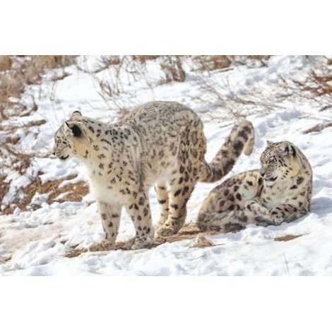 Snow Leopard | 5D Diamond Painting | Square Diamond