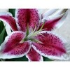 Flowers | 5D Diamond Painting | Round Diamond