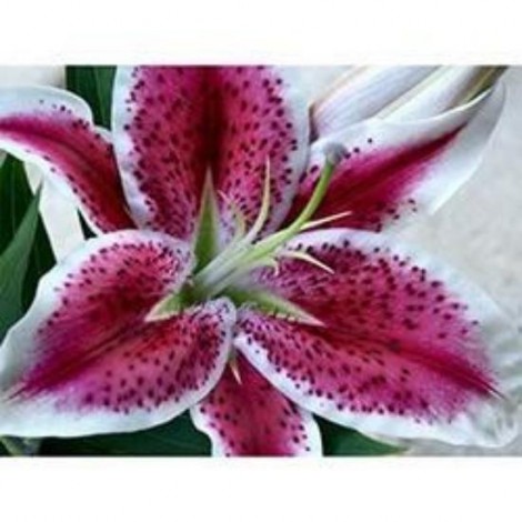 Flowers | 5D Diamond Painting | Round Diamond