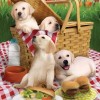 Dog Family  | 5D Diamond Painting | Square Diamond