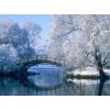 Winter Scenery | Landscape | 5D Diamond Painting | Square Diamond