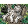Tigers | 5D Diamond Painting | Square Diamond