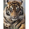 Tiger | 5D Diamond Painting | Square/Round Diamond