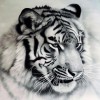 Tiger | 5D Diamond Painting | Round Diamond