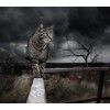 Cat | 5D Diamond Painting | Square/Round Drill