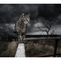Cat | 5D Diamond Painting...