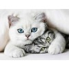 Cats | 5D Diamond Painting | Round Diamond