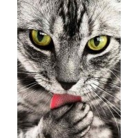 Cat | 5D Diamond Painting...