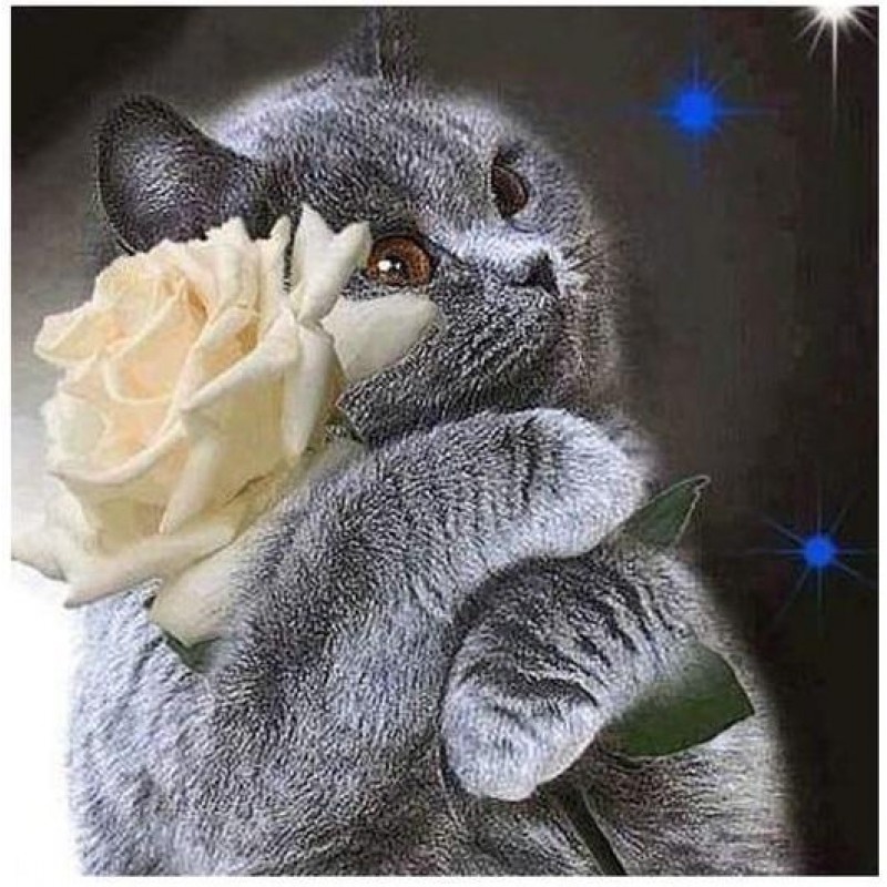 Cat & Flower | 5...