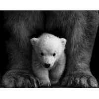 Baby Bear | 5D Diamond Pa...