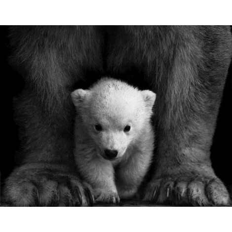 Baby Bear | 5D Diamond Painting | Square/Round Drill