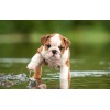 Puppies Bulldog Lover Diamond Painting Kit