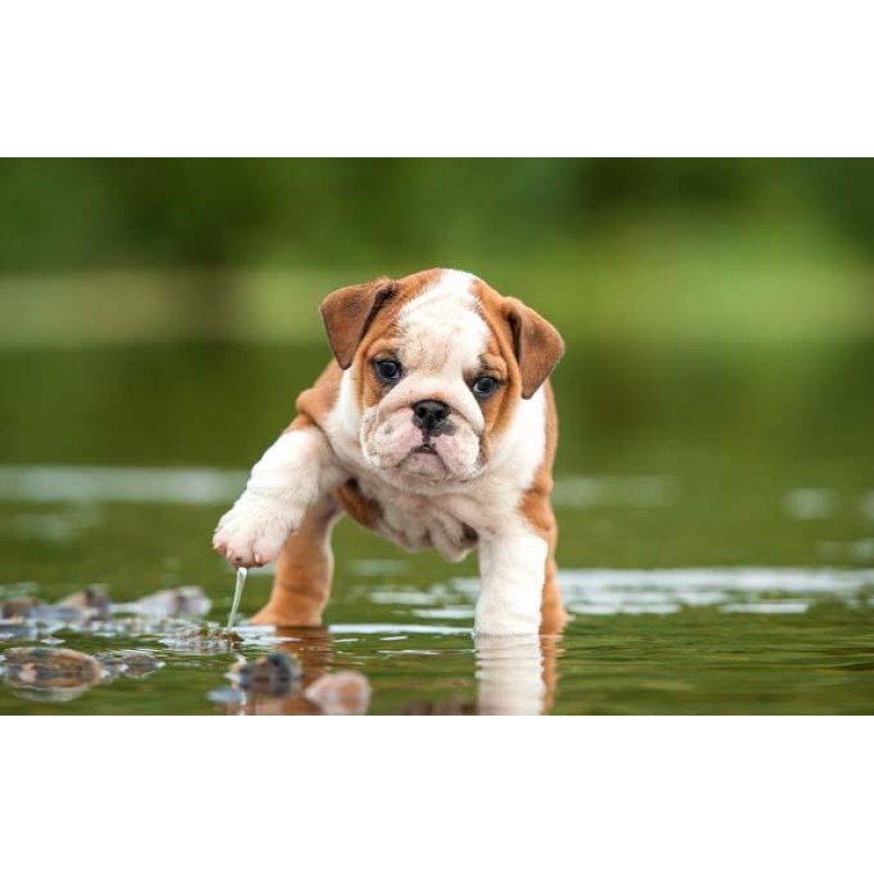 Puppies Bulldog Love...