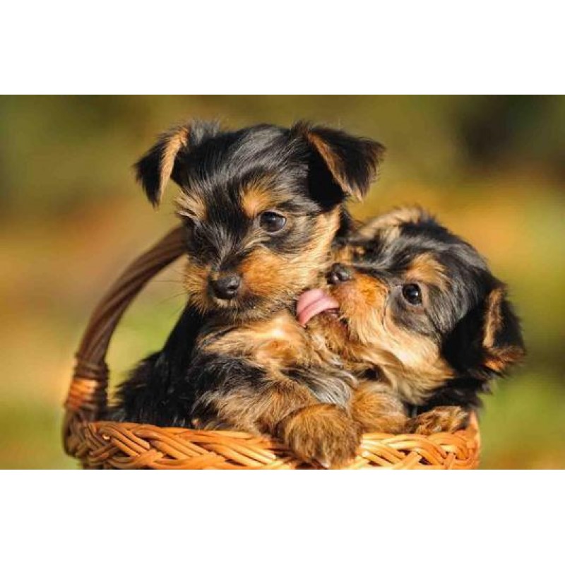 Yorkie Cute Love Dia...