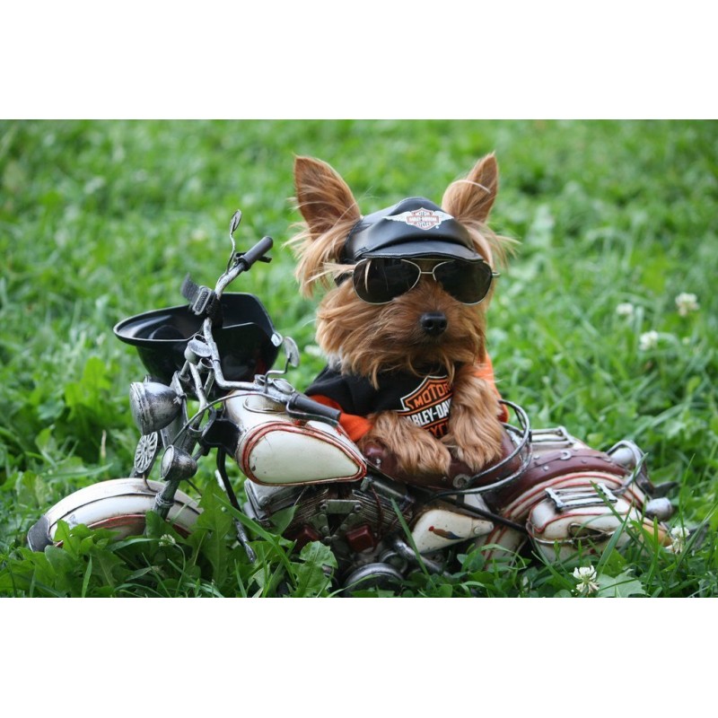 Yorkie Motorized New...