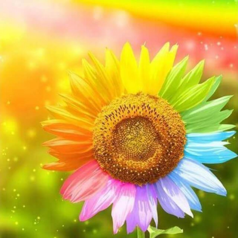 Rainbow Flowers Diam...