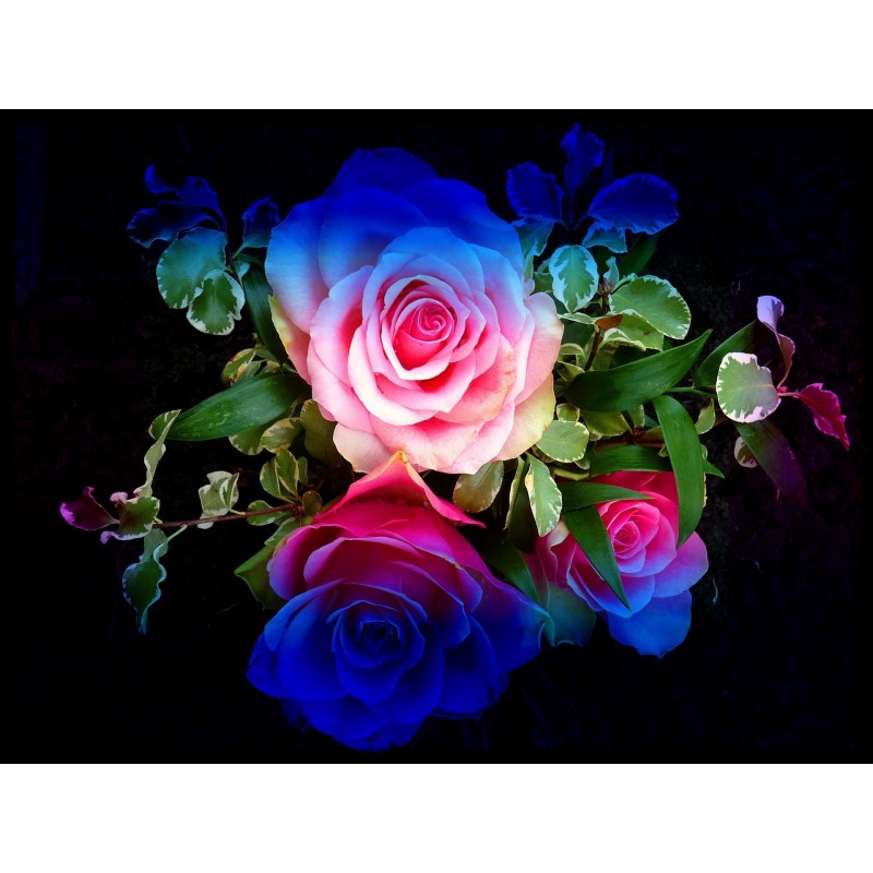 Rainbow Flowers Diam...