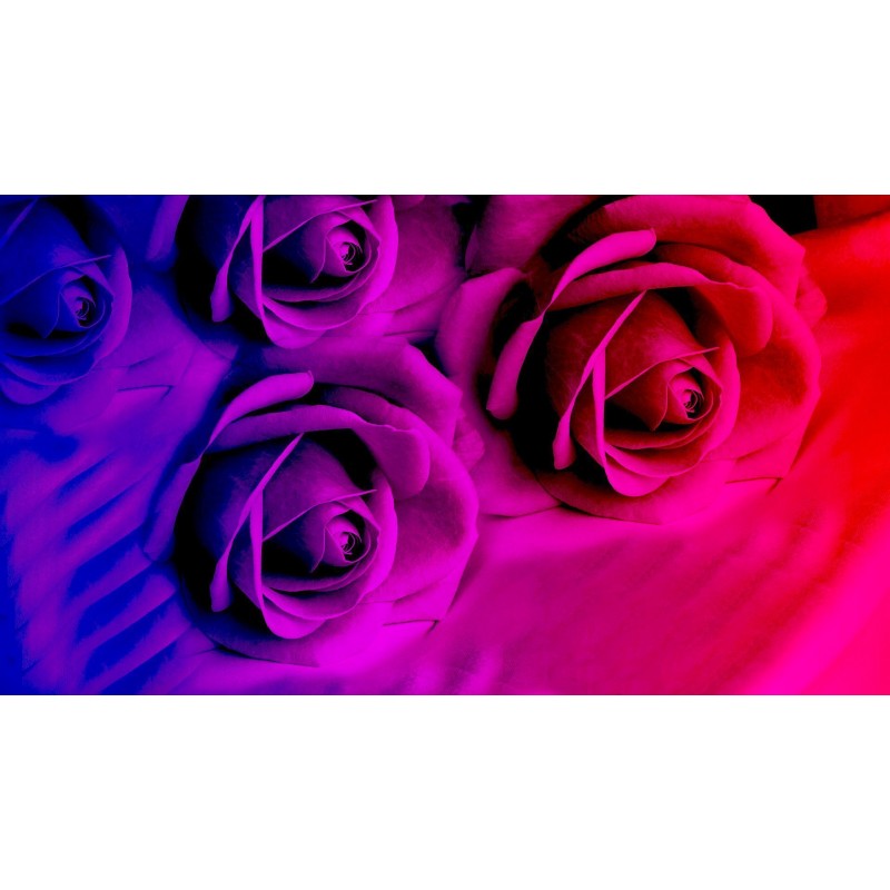 Rainbow Flowers Diam...