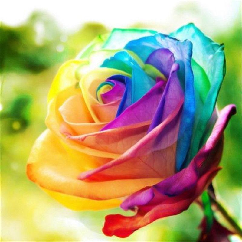 Rainbow Flowers Diam...