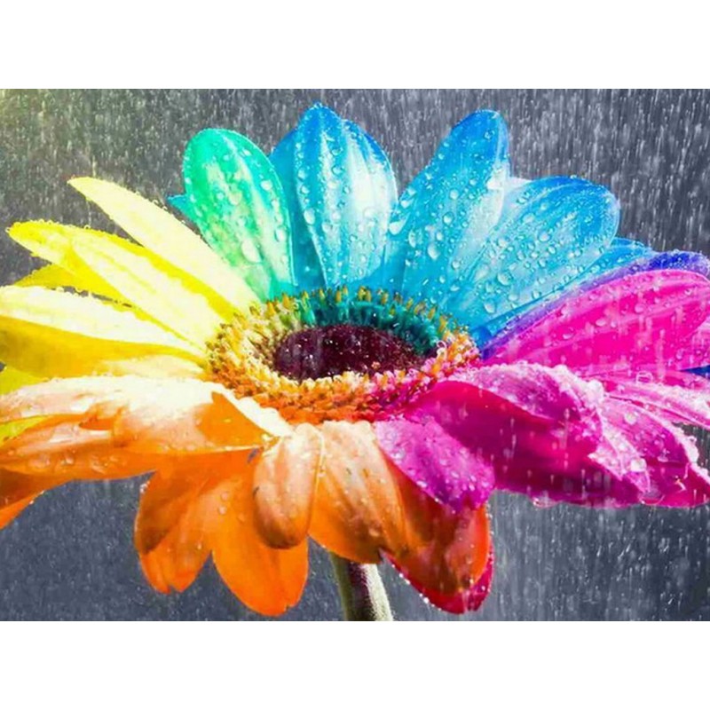 Rainbow Flowers Diam...