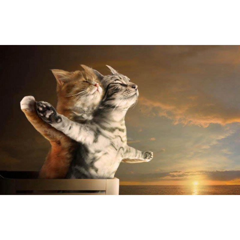 5d Cat Diamond Paint...