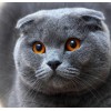 5d Cat Diamond Painting Kit Premium-23