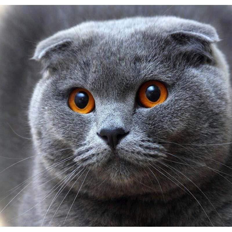 5d Cat Diamond Paint...