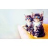 5d Cat Diamond Painting Kit Premium-26