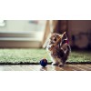 5d Cat Diamond Painting Kit Premium-31