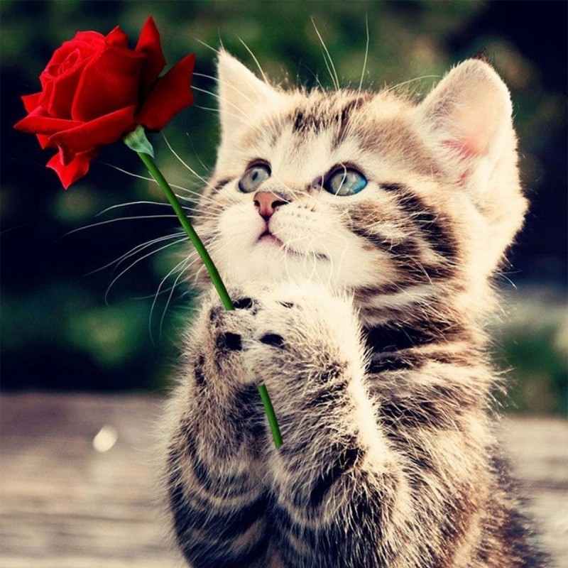 5d Cat Diamond Paint...